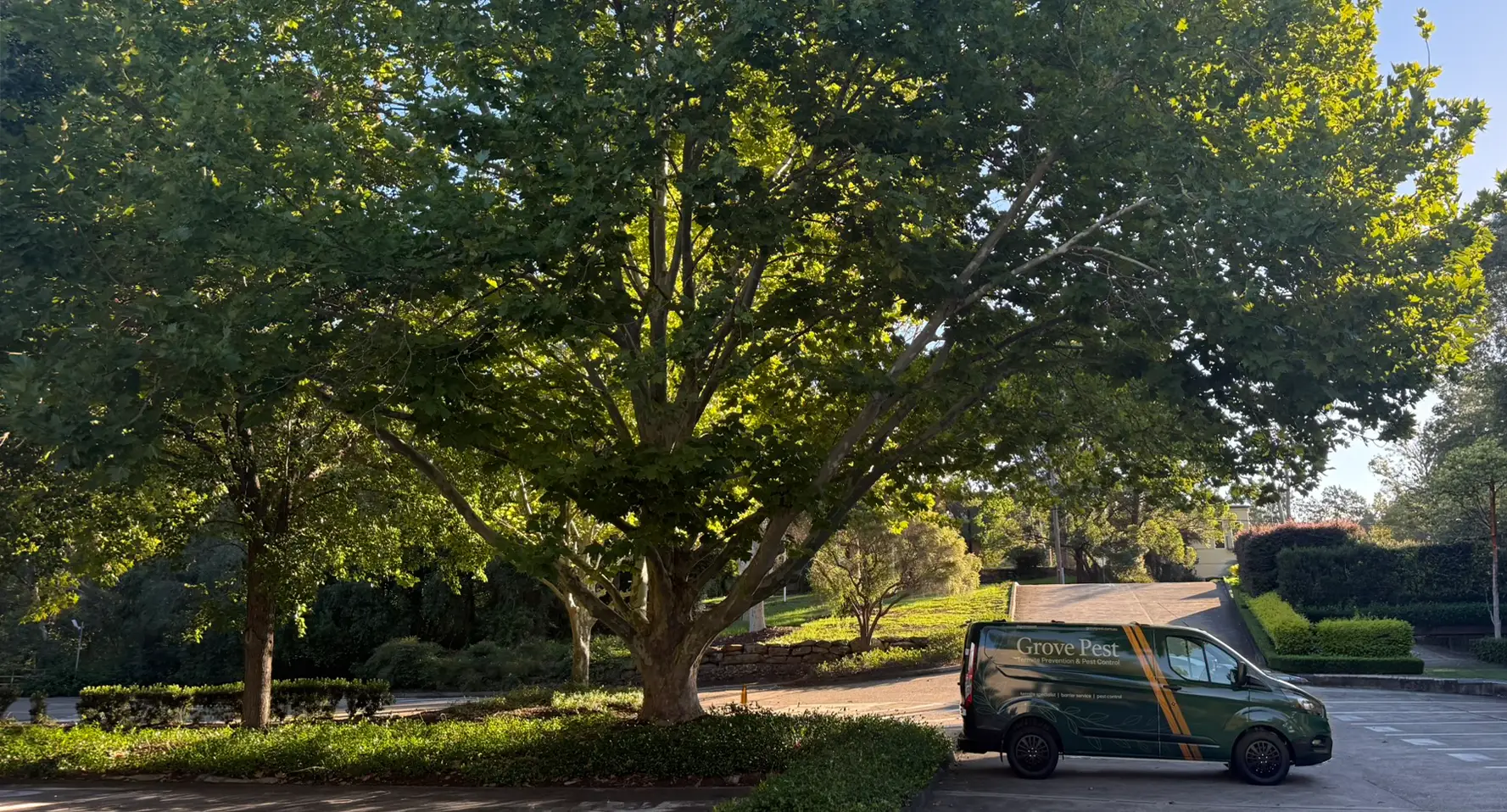 A Grove Pest van parked beneath a mature tree in a leafy Sydney street